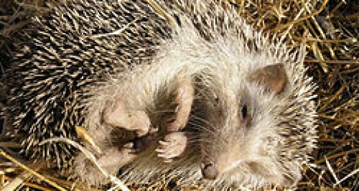 USUSRET JESENI- JEŽ