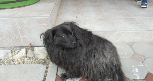 ŽIVOTINJE NA IZLETU