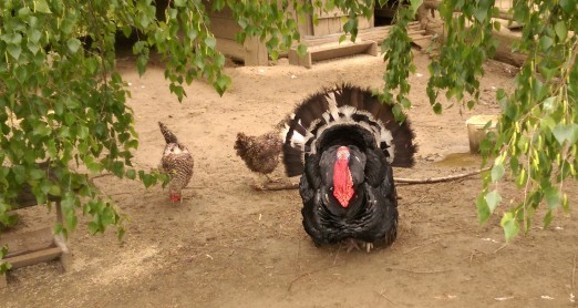 ŽIVOTINJE NA IZLETU