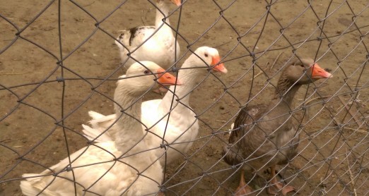 ŽIVOTINJE NA IZLETU