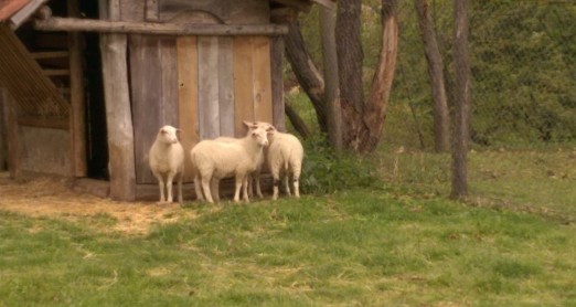 ŽIVOTINJE NA IZLETU
