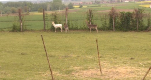 ŽIVOTINJE NA IZLETU