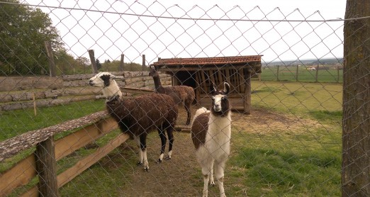 ŽIVOTINJE NA IZLETU
