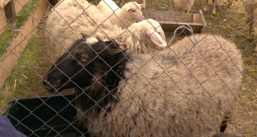 ŽIVOTINJE NA IZLETU