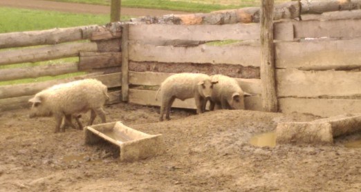 ŽIVOTINJE NA IZLETU