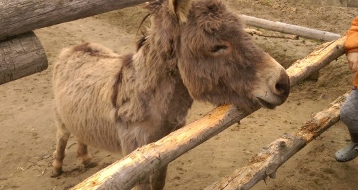 ŽIVOTINJE NA IZLETU