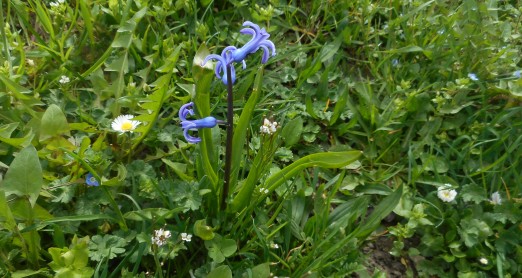 PRONAĐI CVIJET, ISPRIČAJ PRIČU ILI NASLIKAJ SVOJ CVIJET