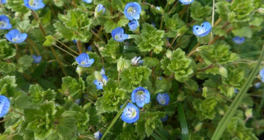 PRONAĐI CVIJET, ISPRIČAJ PRIČU ILI NASLIKAJ SVOJ CVIJET