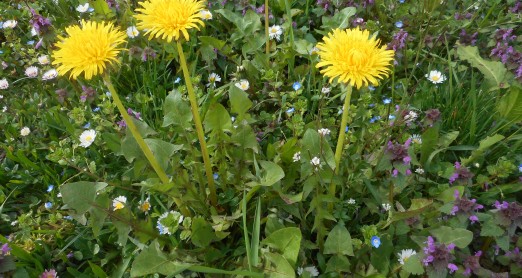 PRONAĐI CVIJET, ISPRIČAJ PRIČU ILI NASLIKAJ SVOJ CVIJET