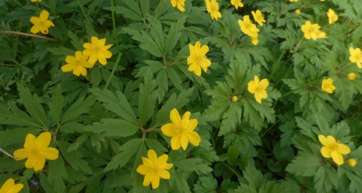 PRONAĐI CVIJET, ISPRIČAJ PRIČU ILI NASLIKAJ SVOJ CVIJET