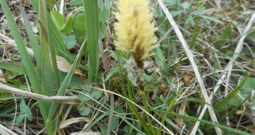 PRONAĐI CVIJET, ISPRIČAJ PRIČU ILI NASLIKAJ SVOJ CVIJET