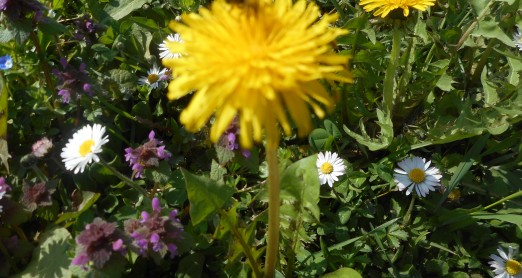 PRONAĐI CVIJET, ISPRIČAJ PRIČU ILI NASLIKAJ SVOJ CVIJET