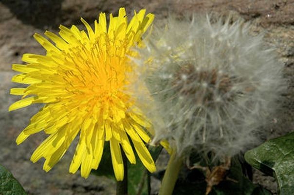 UPRAVO SADA JE VRIJEME ZA PRIČU O PLESNOJ HALJINI ŽUTOG MASLAČKA
