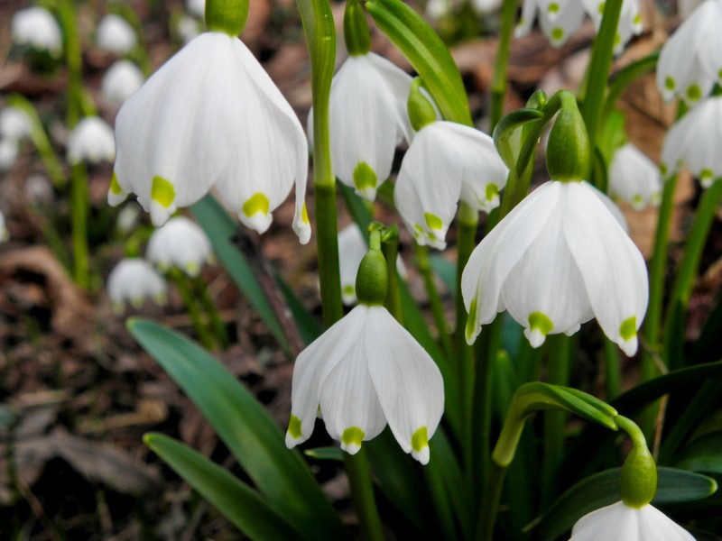 PROLJETNA PRIČA ZA LAKU NOĆ
